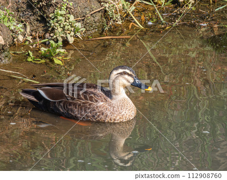 灌溉渠中的斑嘴鴨 112908760