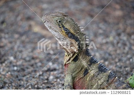 animal, a lizard, lizard 112908821