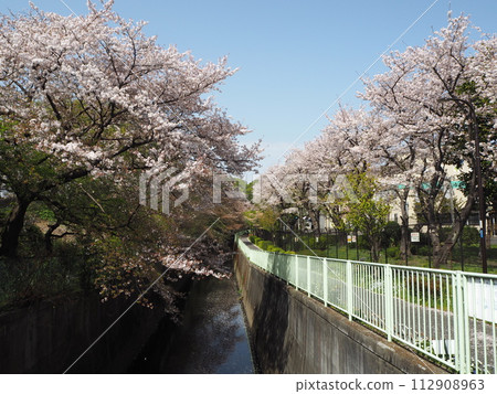 A row of cherry blossom trees in full bloom along the Kanda River behind the Fujimigaoka garage 112908963