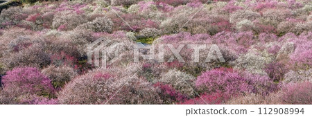 View of a plum grove surrounded by colorful plum blossoms in full bloom as seen from the observation deck 112908994