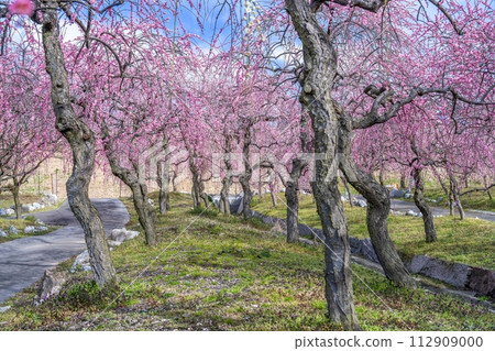 色彩繽紛的垂枝梅盛開的公園景象 112909000