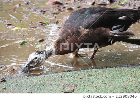 Water ducking duck 112909040