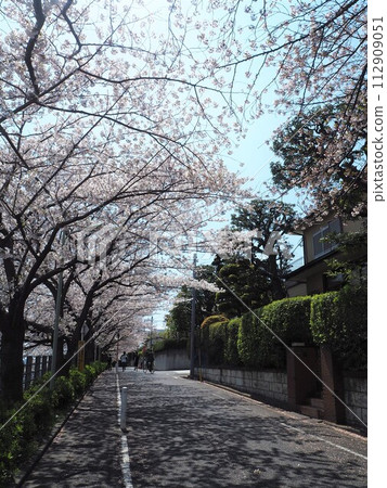 Row of cherry blossom trees along the Tokyu Toyoko Line tracks near Denenchofu Station Row of cherry blossom trees along the Tokyu Toyoko Line tracks near Denenchofu Station 112909051