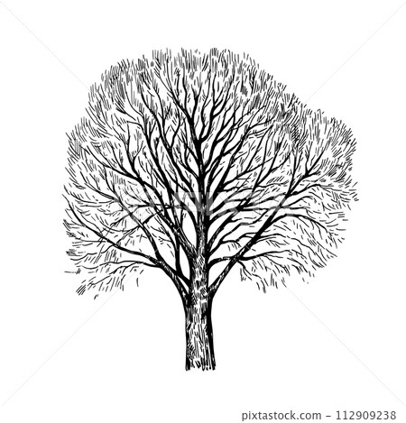 Ink drawing of big tree without leaves isolated on white background. Vector illustration. Ink drawing of big tree without leaves isolated on white background. Vector illustration. 112909238
