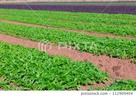 Closeup of green organic arugula on large plantation in day 112909404