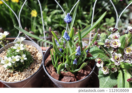 A pot of spider magsa and muscari 112910009