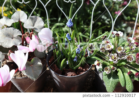 Muscari and primula pot 112910017