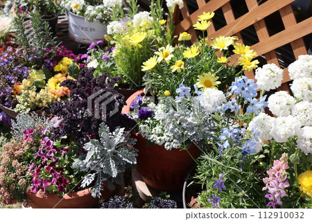 Spring flower group planting & group pot Spring flower group planting & group pot 112910032