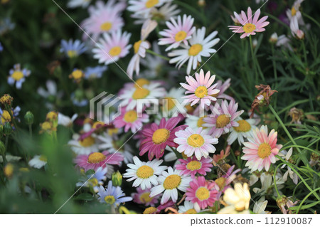 frutescens, Boston daisy also known as Paris Daisy 112910087
