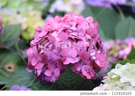 a Beautiful hydrangea flowers of different varieties a Beautiful hydrangea flowers of different varieties 112910105