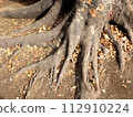 Tree roots nature background 112910224