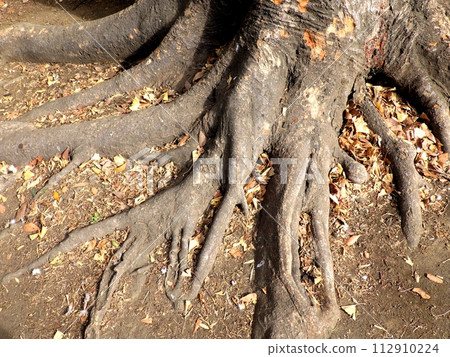 Tree roots nature background Tree roots nature background 112910224