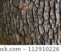 Tree bark, tree close-up 112910226