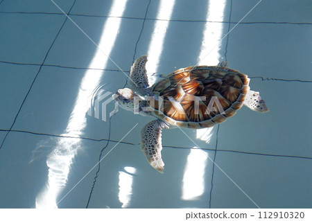 green sea turtle (chelonia mydas) green sea turtle (chelonia mydas) 112910320