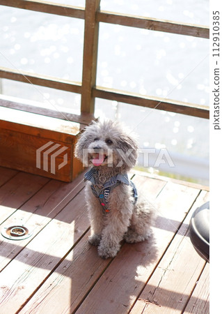 silver poodle silver poodle 112910385