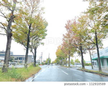 Fukui tree-lined street 202310 (23) Fukui tree-lined street 202310 (23) 112910589