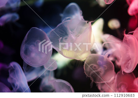 Moon Jellyfish moving underwater. light reflection in water 112910683