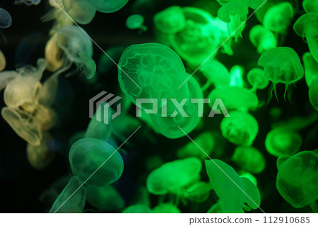 Moon Jellyfish moving underwater. light reflection in water 112910685