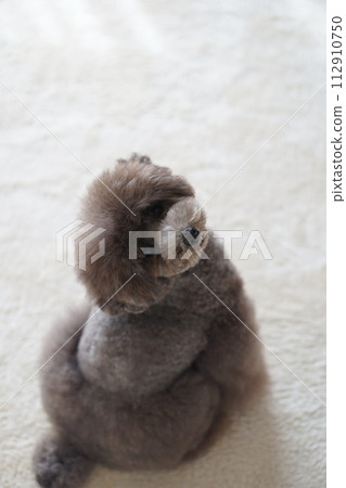 銀色貴賓犬 銀色貴賓犬 112910750