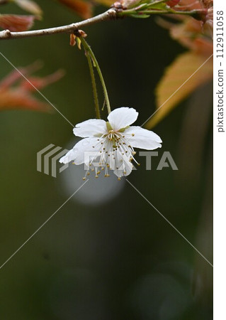 Flowers of Shinamizakura (Shinamizakura) 112911058