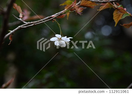 Flowers of Shinamizakura (Shinamizakura) 112911061