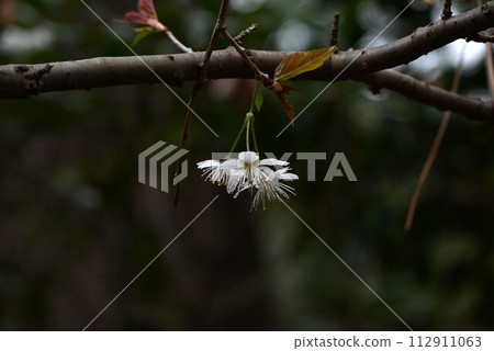 Flowers of Shinamizakura (Shinamizakura) 112911063