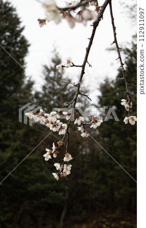 Plum blossoms and shoots 112911097