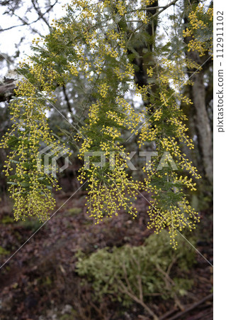Yellow flower Yellow flower 112911102