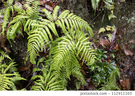 Mountain fern Mountain fern 112911103