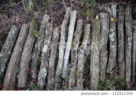 Logs lined up 112911104