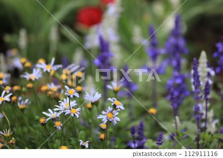the view of the delicate European Michaelmas daisies 112911116