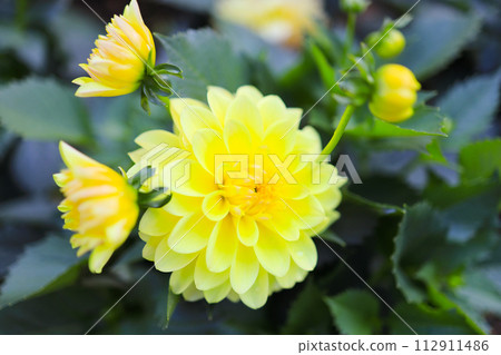 a cluster of orange chrysanthemum flowers at spring a cluster of orange chrysanthemum flowers at spring 112911486