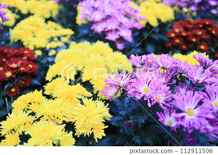 a cluster of orange chrysanthemum flowers at spring a cluster of orange chrysanthemum flowers at spring 112911506