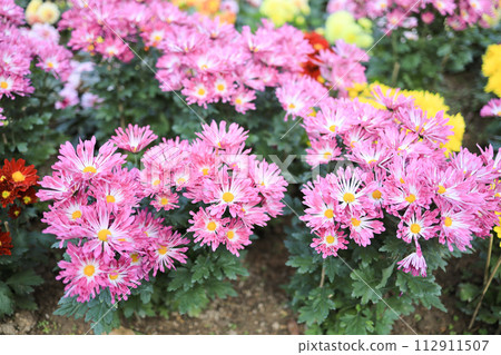 a cluster of orange chrysanthemum flowers at spring a cluster of orange chrysanthemum flowers at spring 112911507