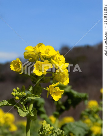 新橫濱散步 新橫濱散步 112911888