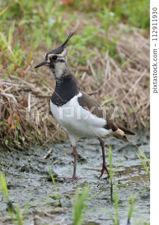 Living creature: wild bird, lapwing, about 30 centimeters long. Often seen in wetlands and rice fields in winter 112911930