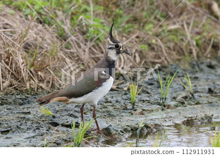 生物:野鳥、田鳧,背部美麗閃亮,呈綠色、青銅色或葡萄色 生物:野鳥、田鳧,背部美麗閃亮,呈綠色、青銅色或葡萄色 112911931
