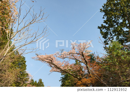 櫻花盛開在Mt. 櫻花盛開在Mt. 112911932