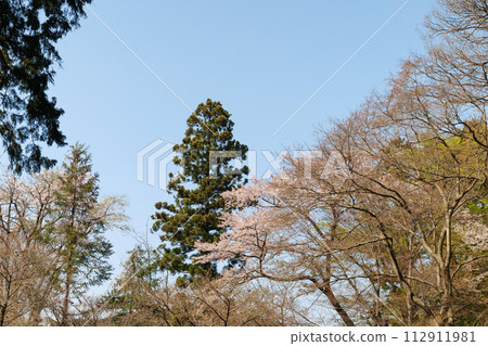 Cherry blossoms at Mt. Cherry blossoms at Mt. 112911981