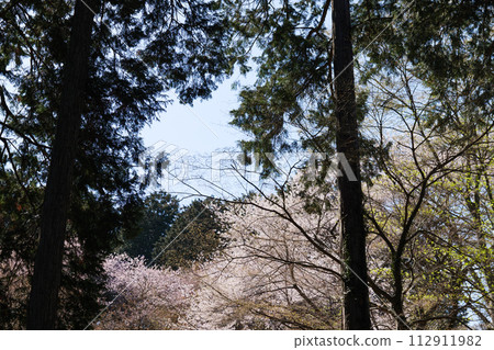 Cherry blossoms at Mt. 112911982