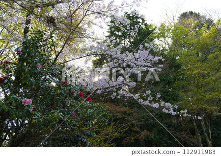 Cherry blossoms at Mt. Cherry blossoms at Mt. 112911983