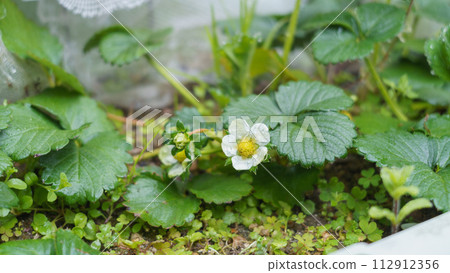 草莓花 草莓花 112912356