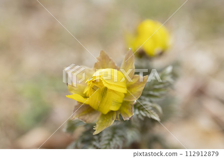 Flower of Fukujou 112912879