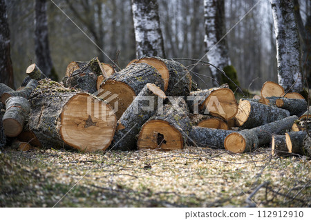 Freshly cut logs of different sizes piled up in forest Freshly cut logs of different sizes piled up in forest 112912910