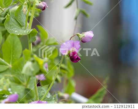 Purple pea flowers wet in the rain Purple pea flowers wet in the rain 112912911