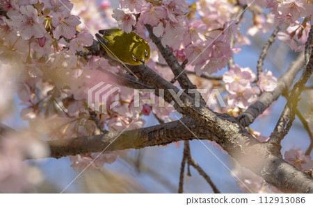 White-eye inside the Kawazuzakura 112913086