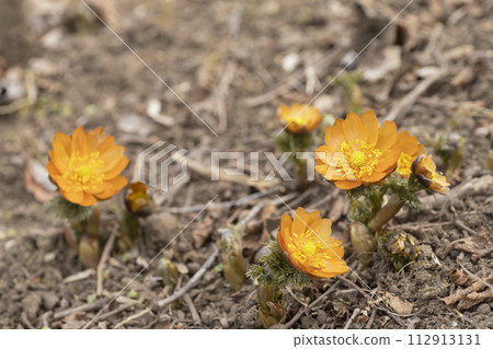 Flower of Fukujou 112913131