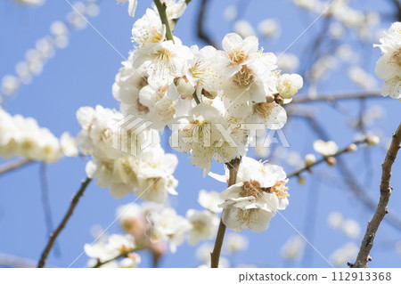 白梅花 112913368