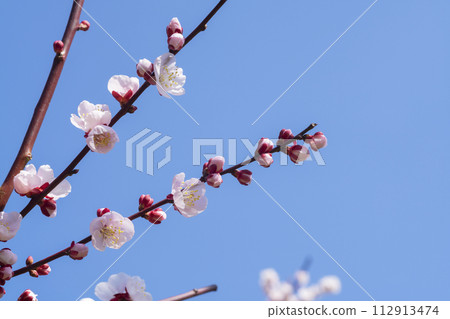 粉紅色的梅花 112913474