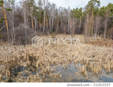 Thickets of dry reeds near the lake in spring or autumn. 112913537